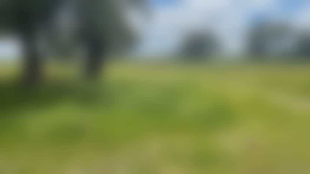 Tom-S-Run-Alpaca-Farm-Tom-S-Run-Alpaca-Farm-Riverina_7M2I7Mq