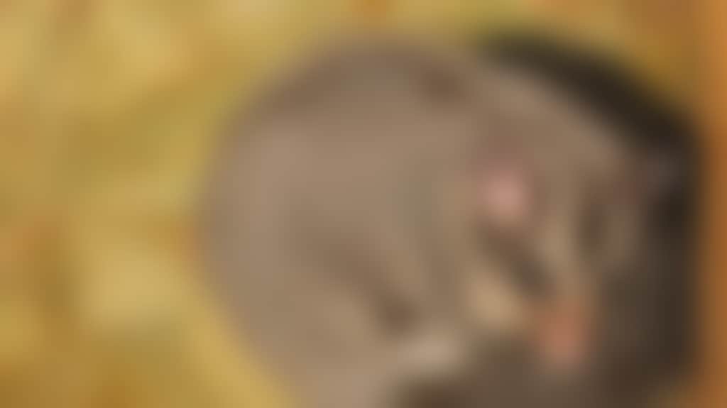 Eb0A8E6870912Aeb8D07501Dc754Fdd5