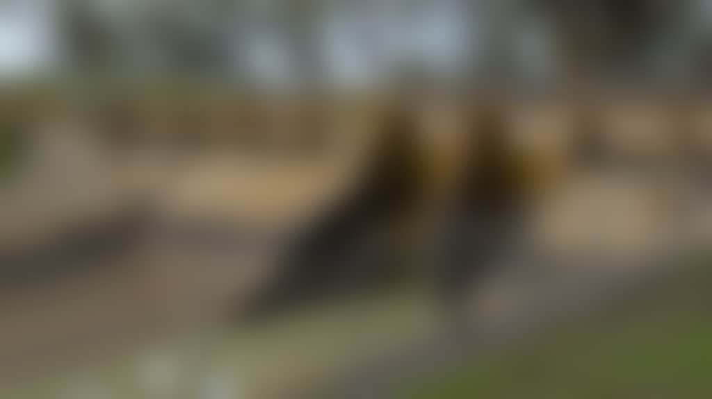 Original__9843626_2710_065_Z6D23Ds
