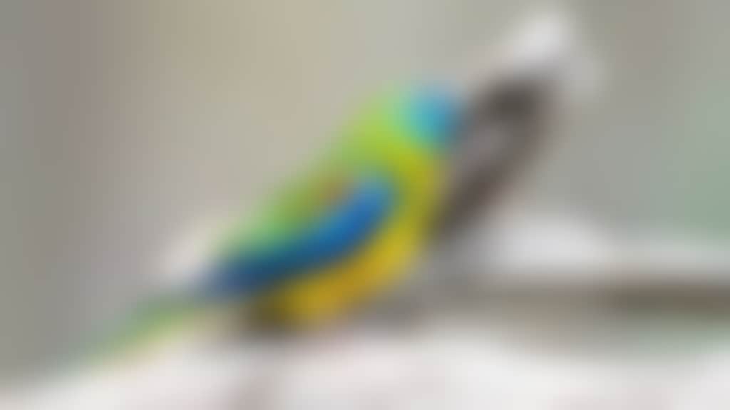 6B2F21317339275C9Fe0F7Baaf5A5652