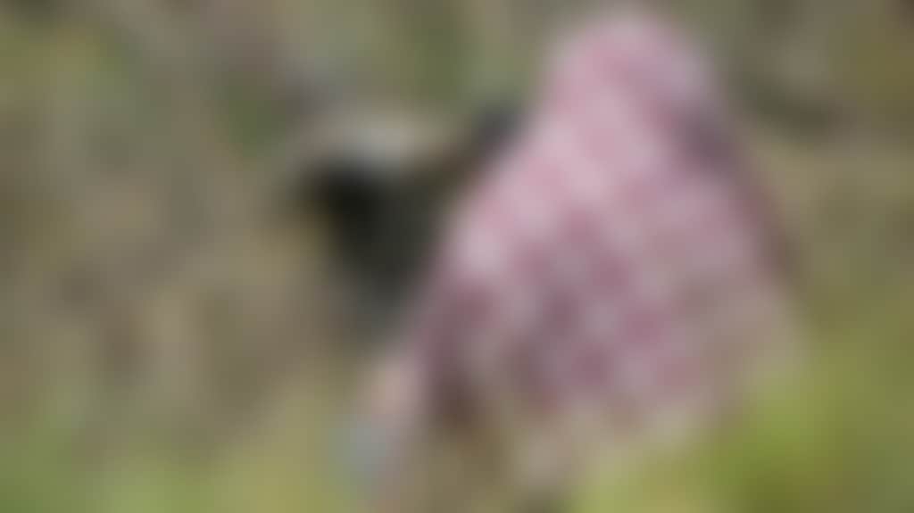 Cd6D3F792072338Fa22E87B1Ff1Cb1B6