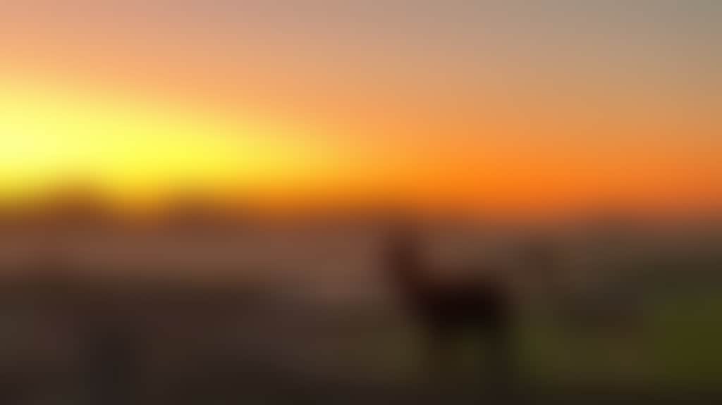 Tom-S-Run-Alpaca-Farm-Tom-S-Run-Alpaca-Farm-Riverina_Ej46D24